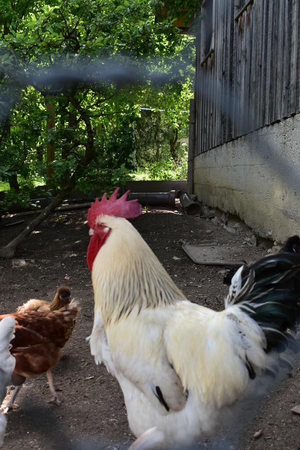Ferienwohnung Grubinger Unterach am Attersee Zewnętrze zdjęcie