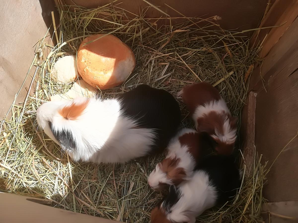 Ferienwohnung Grubinger Unterach am Attersee Zewnętrze zdjęcie